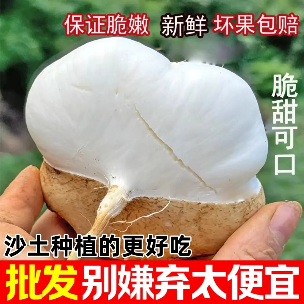 [沙土地萝卜]新鲜凉薯地瓜贵州品种白瓜土瓜山地沙葛生态地雪梨