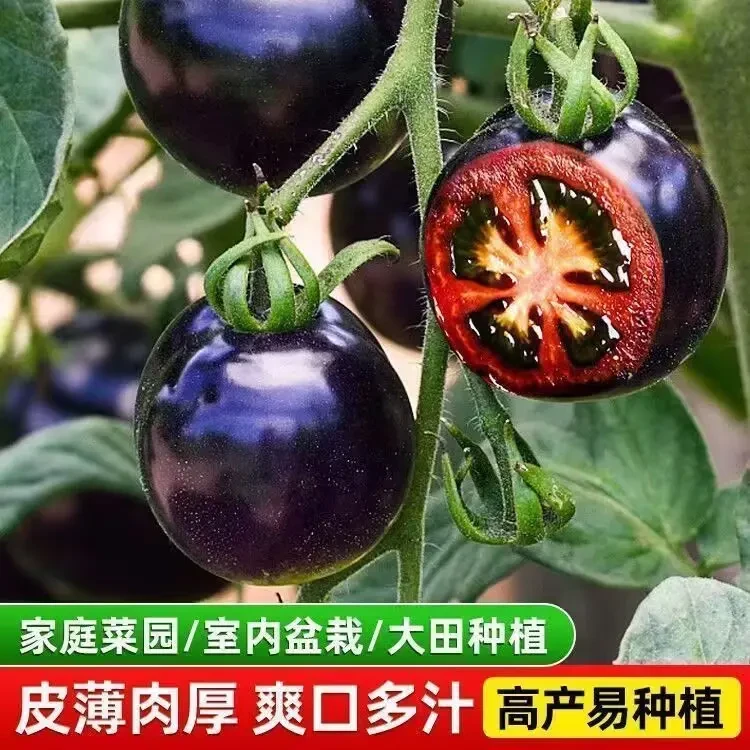 【黑番茄苗】高产黑珍珠番茄番茄秧苗小黑番茄苗种籽蔬菜苗