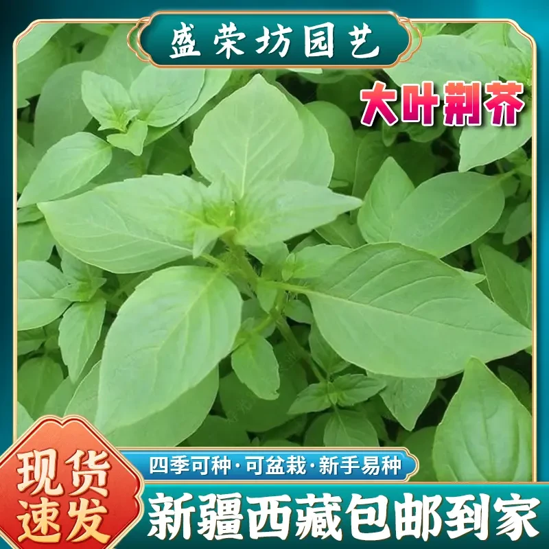 【新疆包邮】大叶荆芥种子四季盆栽播种荆芥菜种荆棘夏季蔬菜种籽