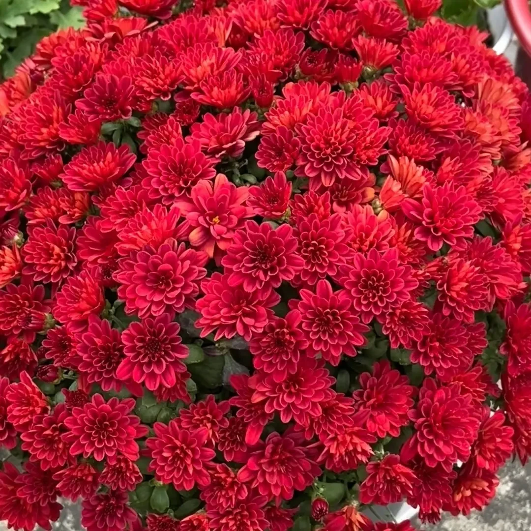 千头菊2加仑《玛瑙樱桃红》盆栽带花苞耐热耐寒好养适合阳台庭院