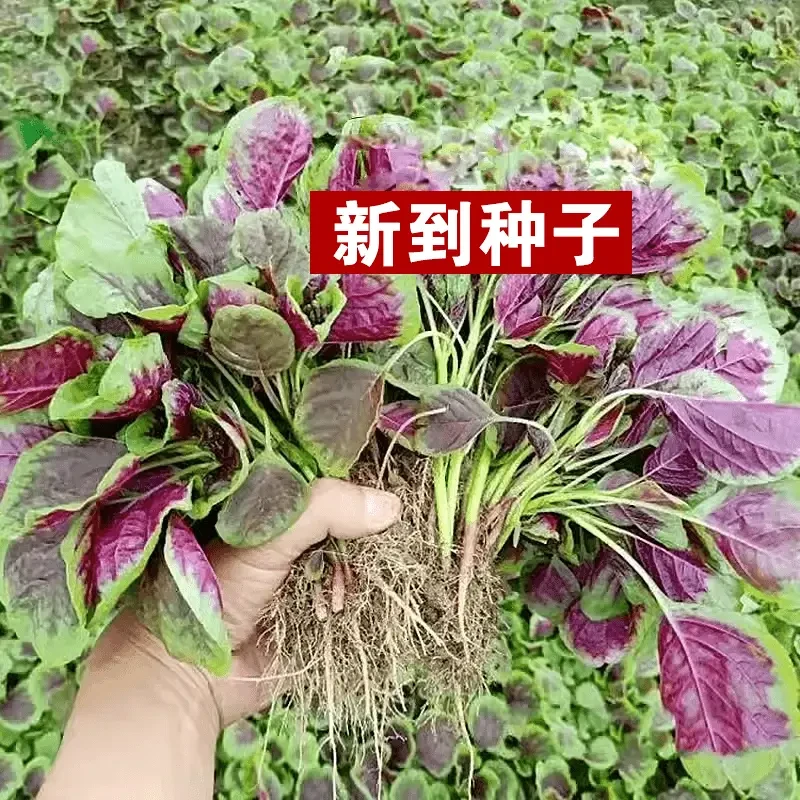 【红柳叶苋菜种籽】一包也包邮下单送肥料蔬菜种子发芽率高易种植