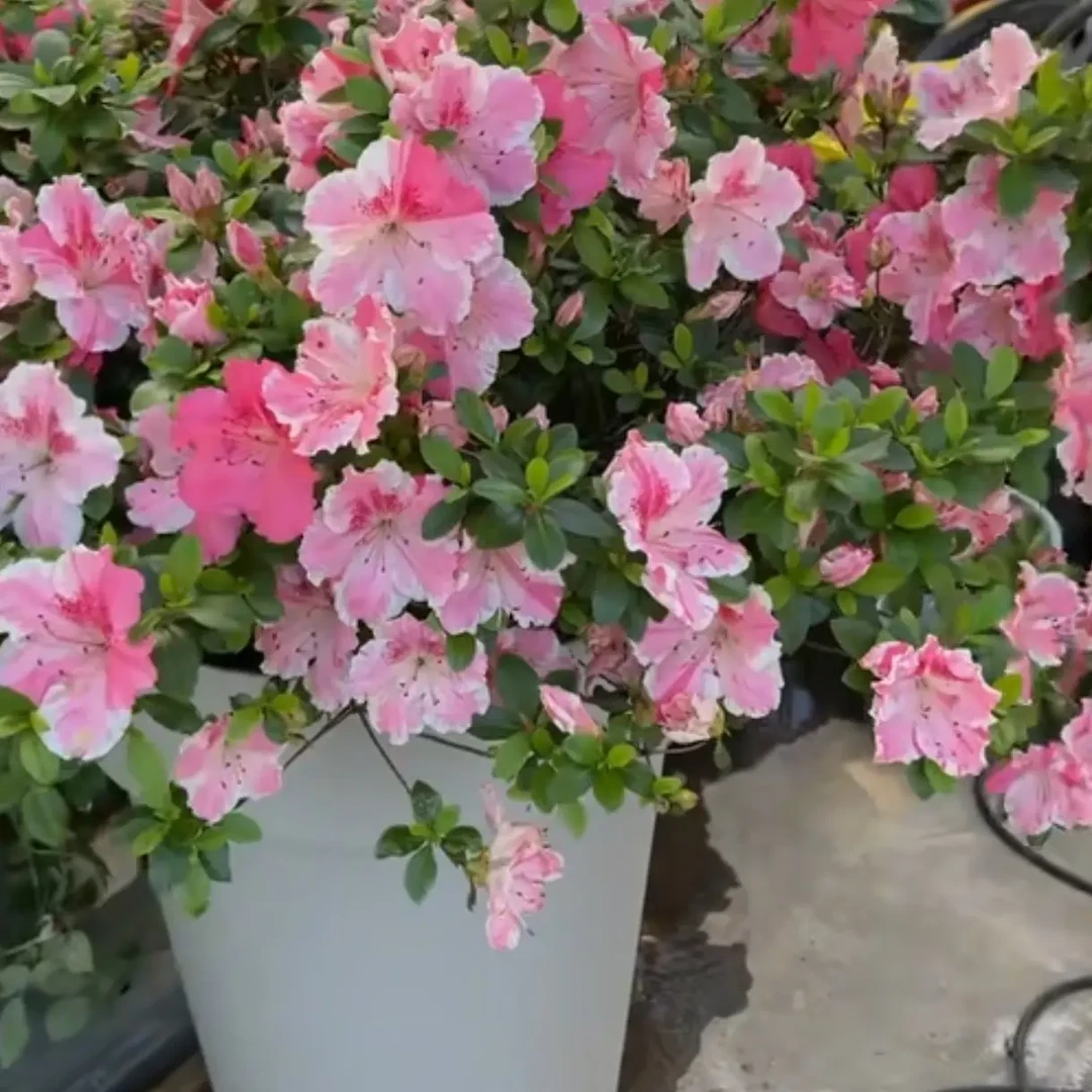 栀子花带花苞浓香型室内阳台四季开花好养绿植花卉盆栽