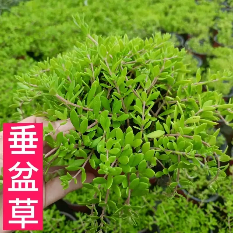正宗垂盆草苗栽育苗护肝中药材垂吊耐旱植物四季常青庭院耐寒泡茶