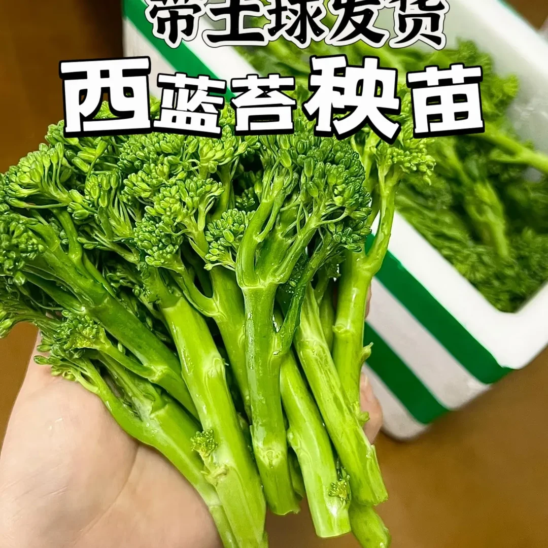 西兰苔种苗适合家庭阳台庭院种植四季秧苗可种易栽易活秧苗