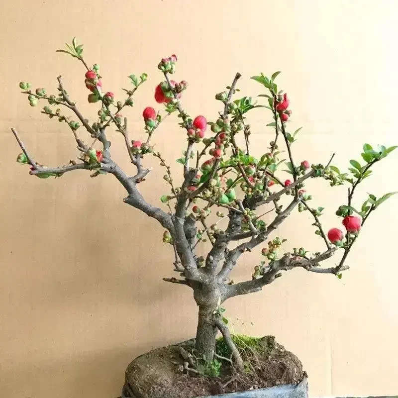 耐寒四季海棠盆景花卉绿植树形海棠花老桩长寿盆栽开花海棠树