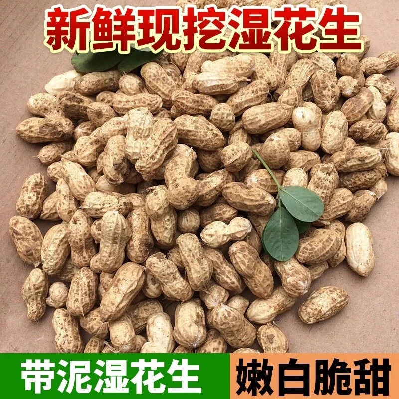 25年新鲜湿花生带壳鲜花生现挖粉皮水煮花生农家自种带泥颗粒饱满