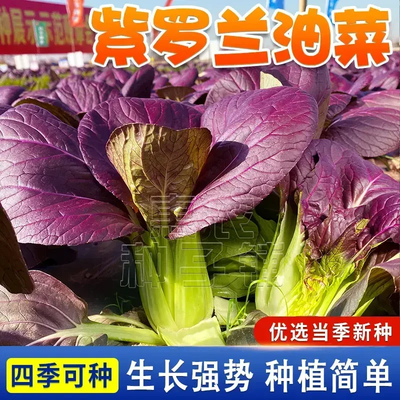 紫罗兰小青菜种子上海青小青菜籽耐寒蔬菜种籽子四季阳台盆栽蔬菜