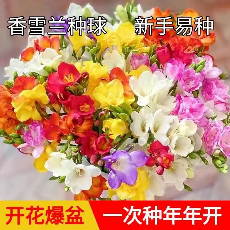 【十颗！香雪兰种球】多年生庭院阳台球根花卉四季观赏植物简单易种