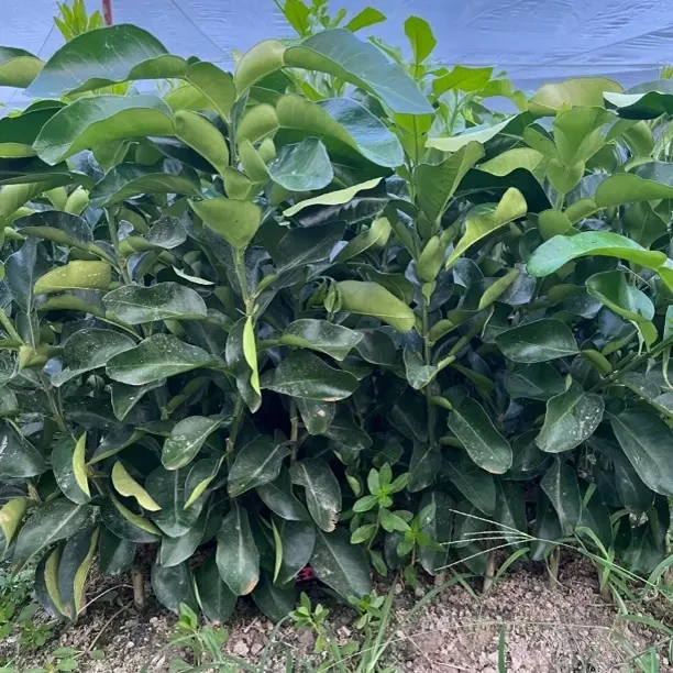 红心柚子叶子裸根苗种植优选
