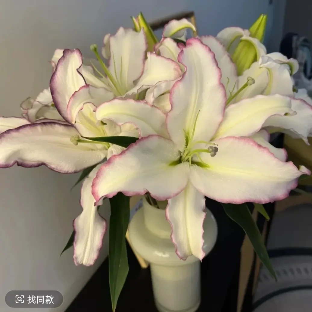 【爆款唇彩】香水百合优雅大气花头大云南基地直发水养鲜花