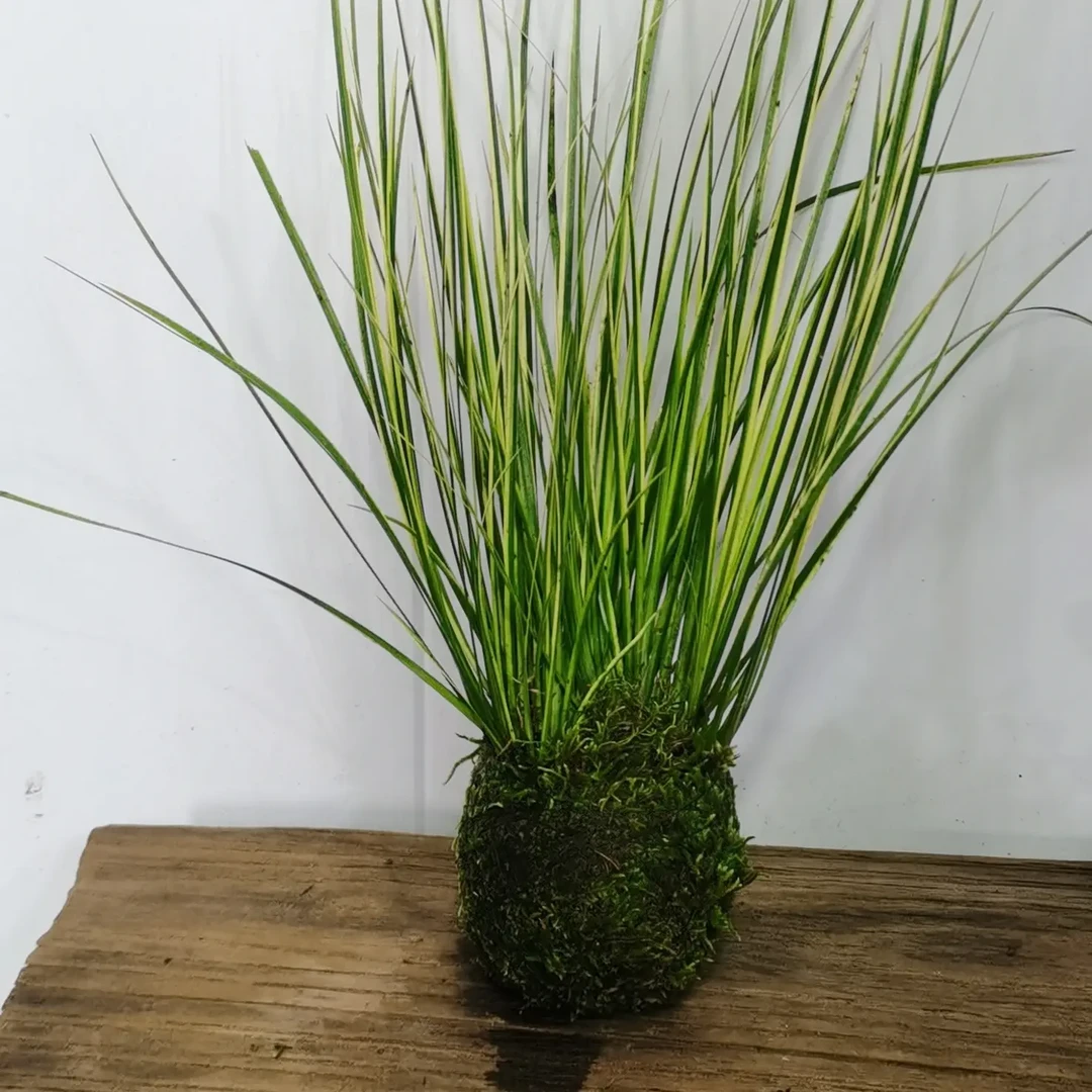 菖蒲苔藓球盆栽室内桌面四季好养水培绿植
