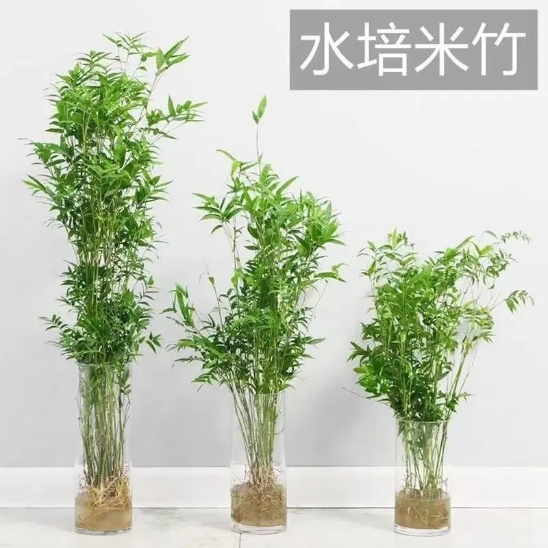水培米竹盆栽造景土栽竹子苗凤尾竹室内绿植观赏竹子庭院盆景植物