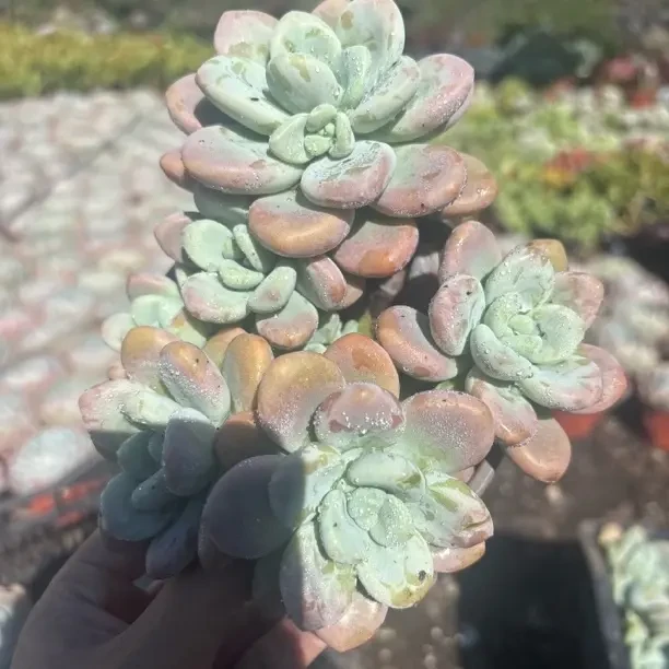 洛神多肉植物叶片肥嘟嘟粉嘟嘟新手好养活（全店满9.99包邮）