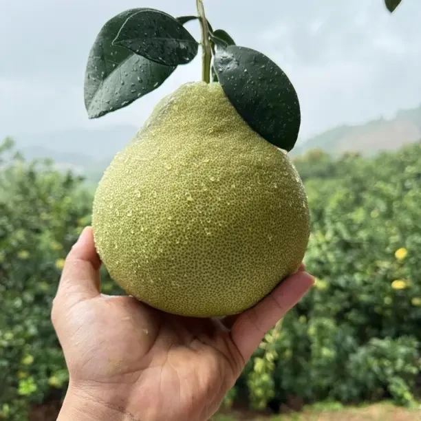 《顺丰包邮》福建正宗度尾文旦柚