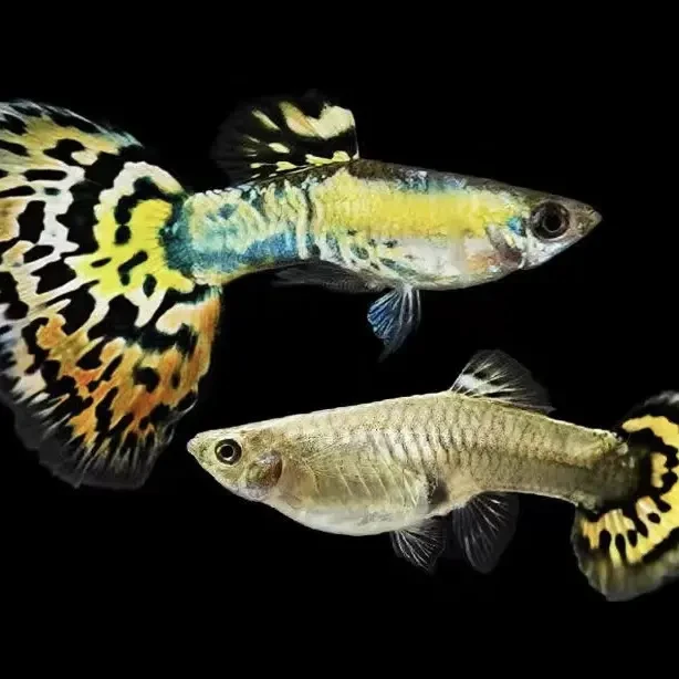 精品观赏鱼 黄老虎孔雀鱼蕾丝蛇王