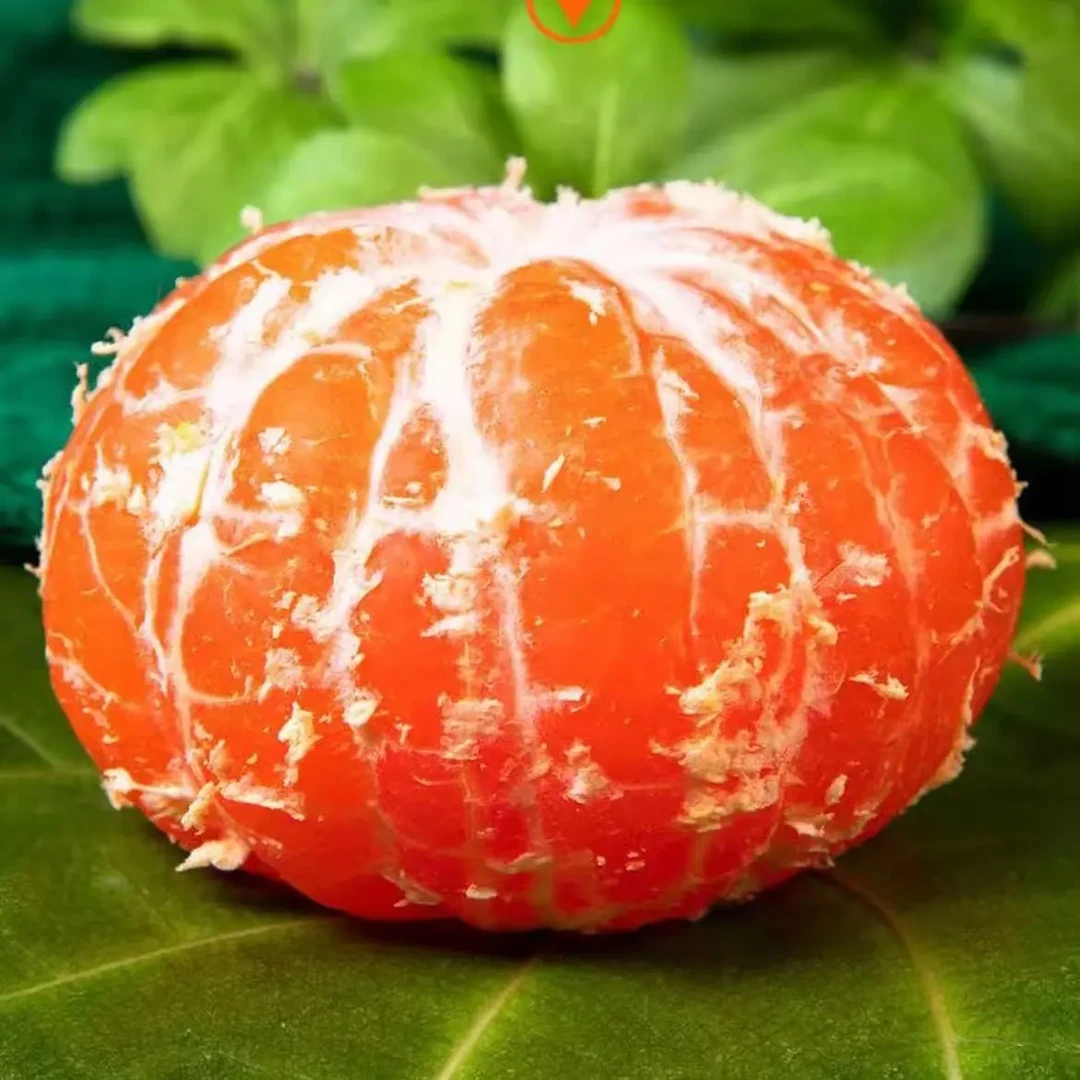 正宗临海涌泉蜜桔新鲜现摘无核蜜橘当季水果桔子产地直供皮薄汁多