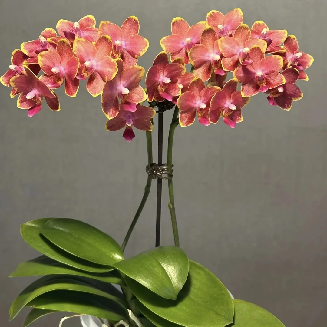 【闪边樱桃番茄】蝴蝶兰苗3.0寸杯双花剑 蜡质小花丰花型