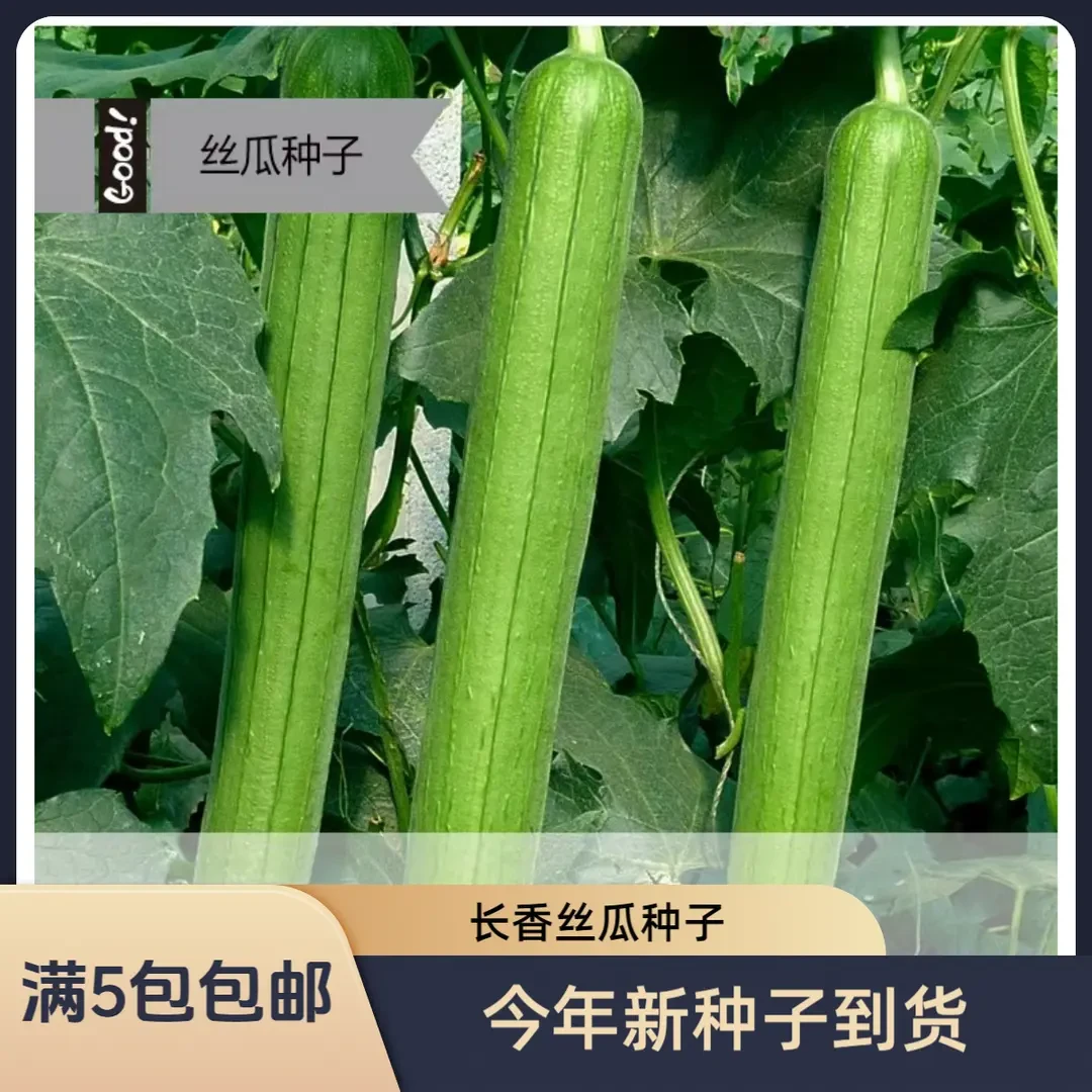 【满5包送1包】长香丝瓜种子丝瓜种籽早熟长丝瓜籽春季播种阳台