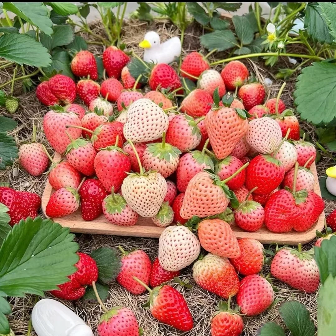 新手奶油草莓苗春季盆栽当年结果食用奶油新苗阳台种植四季结果苗