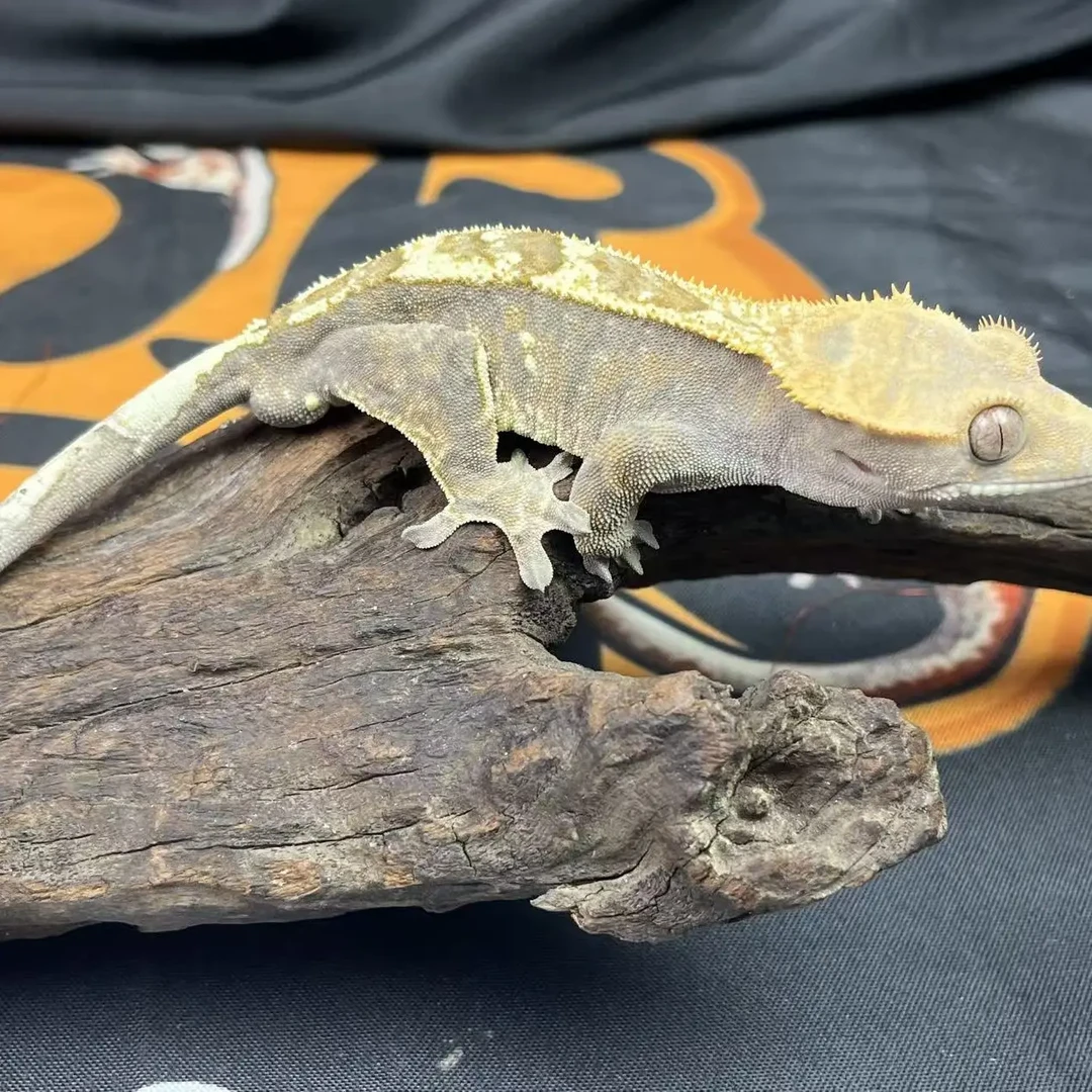 直播间可拍的精美摆件