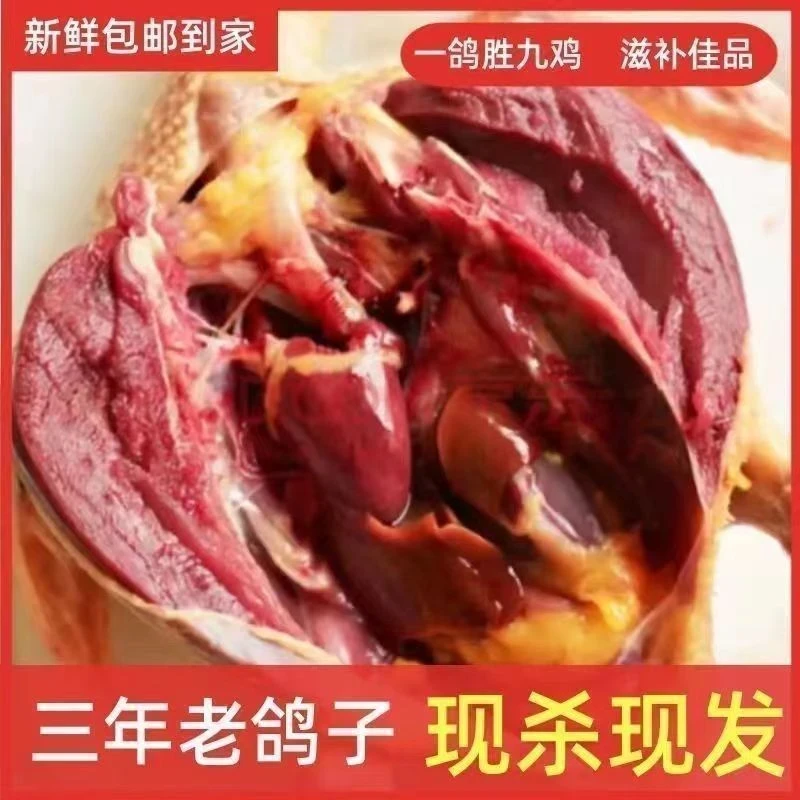 散养黄皮鸽子新鲜宰杀黄皮非老鸽乳鸽屋顶杂粮喂养土鸽子柴鸽子