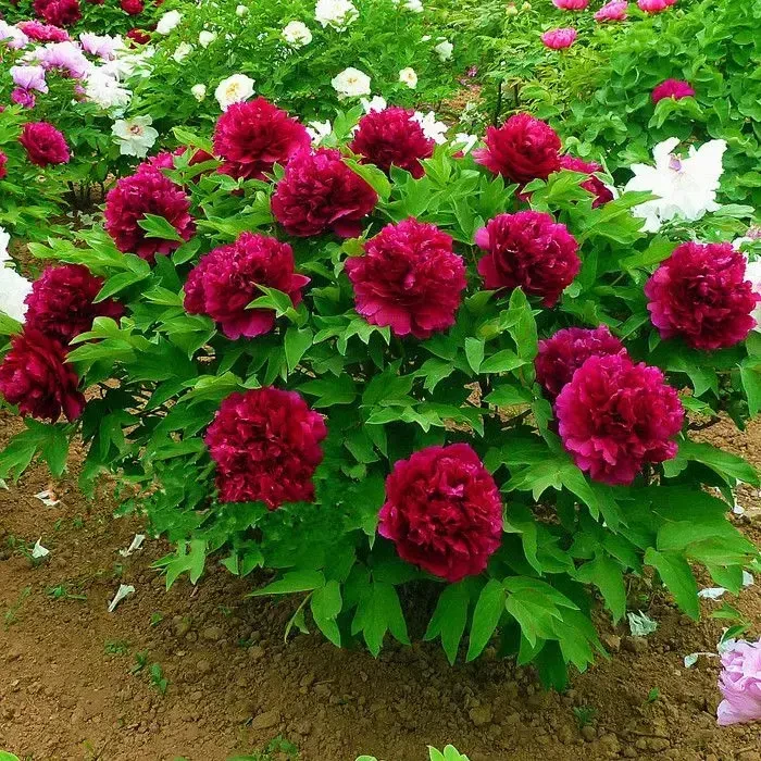 【带芽孢】正宗洛阳牡丹重瓣牡丹苗室外室内四季牡丹花绿植树苗