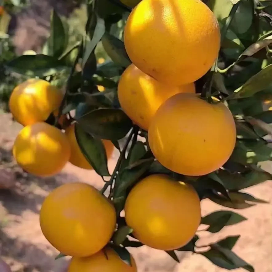 [顺丰发货]永兴冰糖橙产地现摘现发皮薄肉厚清甜多汁当季新鲜水果
