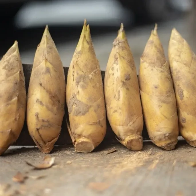 新鲜现挖湖南本地两头尖天目冬笋肉厚脆嫩饱满