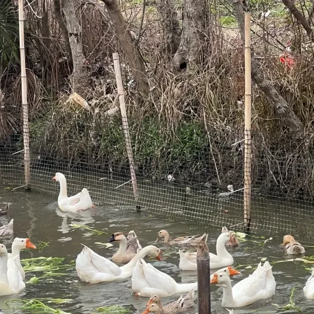 农户散养粮食家禽