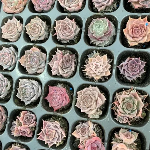 海琳娜 满10颗包邮 好养多肉植物室内外绿植盆栽