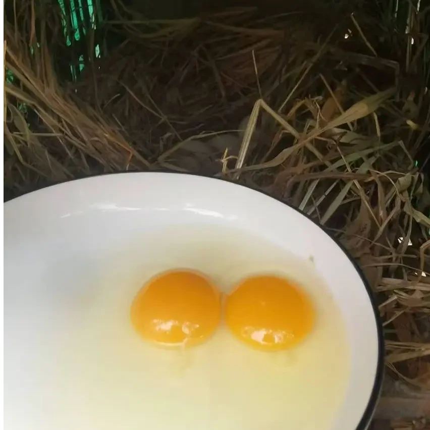 核桃树林散养土鸡柴鸡蛋无添加纯粮喂养笨鸡蛋