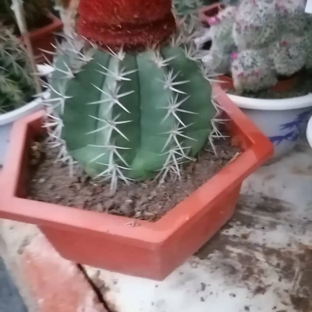 层云仙人球多肉植物室内盆栽防辐射好养开花绿植