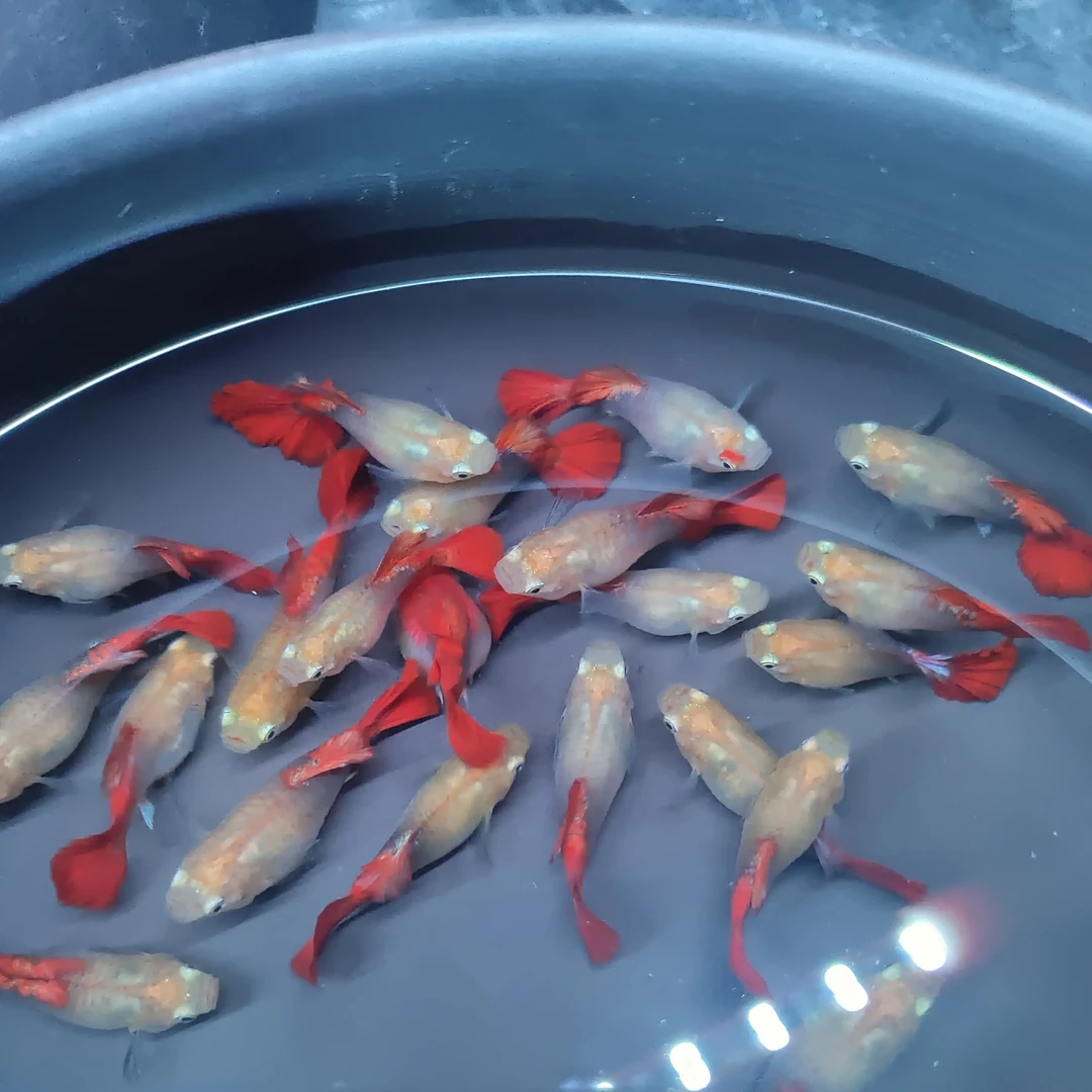 温和好养团团圆圆黄暴球小型热带淡水鱼观赏鱼新手友好鱼