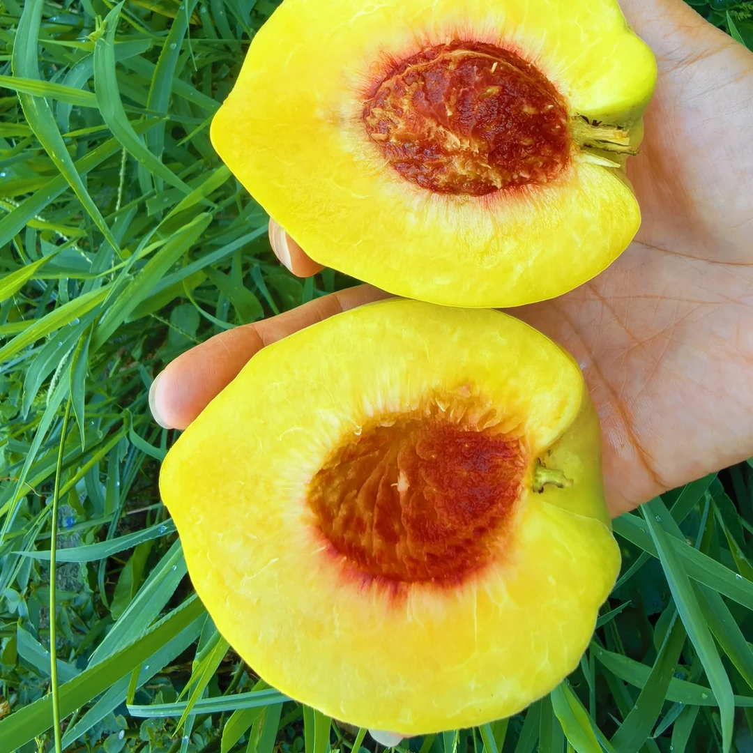 新鲜现摘现发锦绣黄桃脆甜多汁红心黄桃美味可口