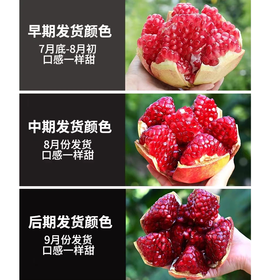 四川·会理  突尼斯软籽石榴现摘当季头茬应季水zb