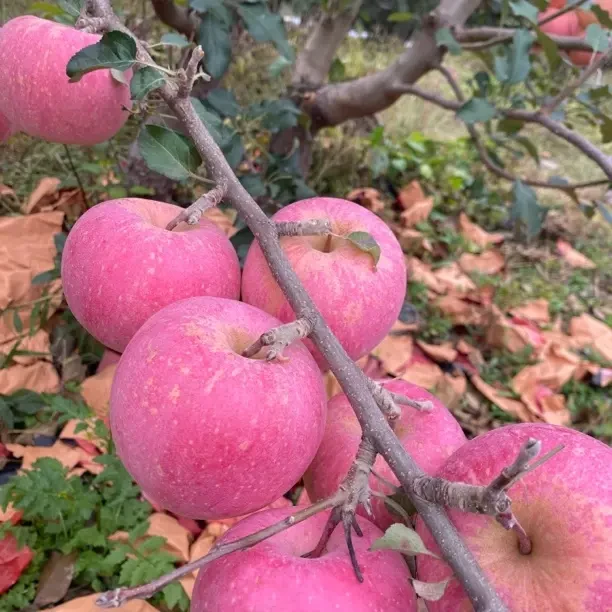 辽宁绥中红富士苹果新鲜脆甜多汁辽宁绥中特产水果