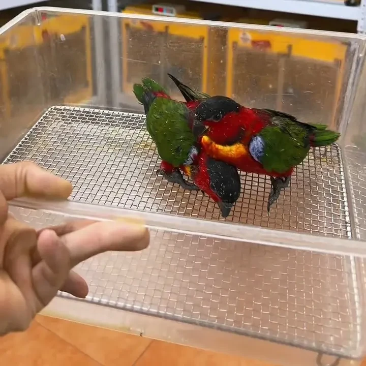 黄兜吸蜜鹦鹉半毛、全毛、断奶