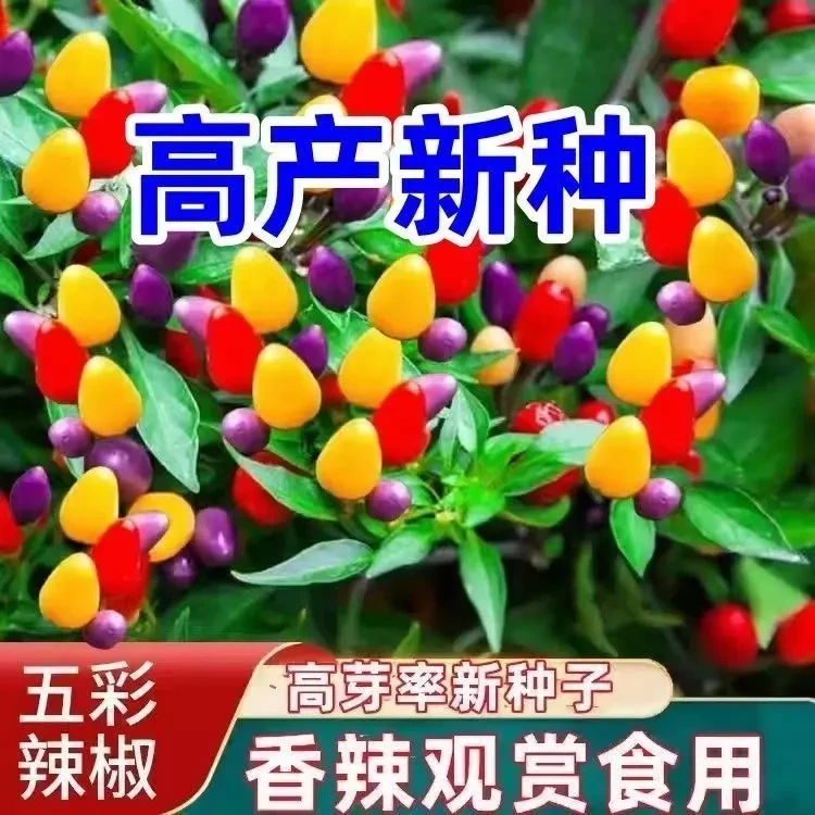 五彩辣椒种子灯笼椒五彩椒四季朝天椒辣椒种孑阳台花