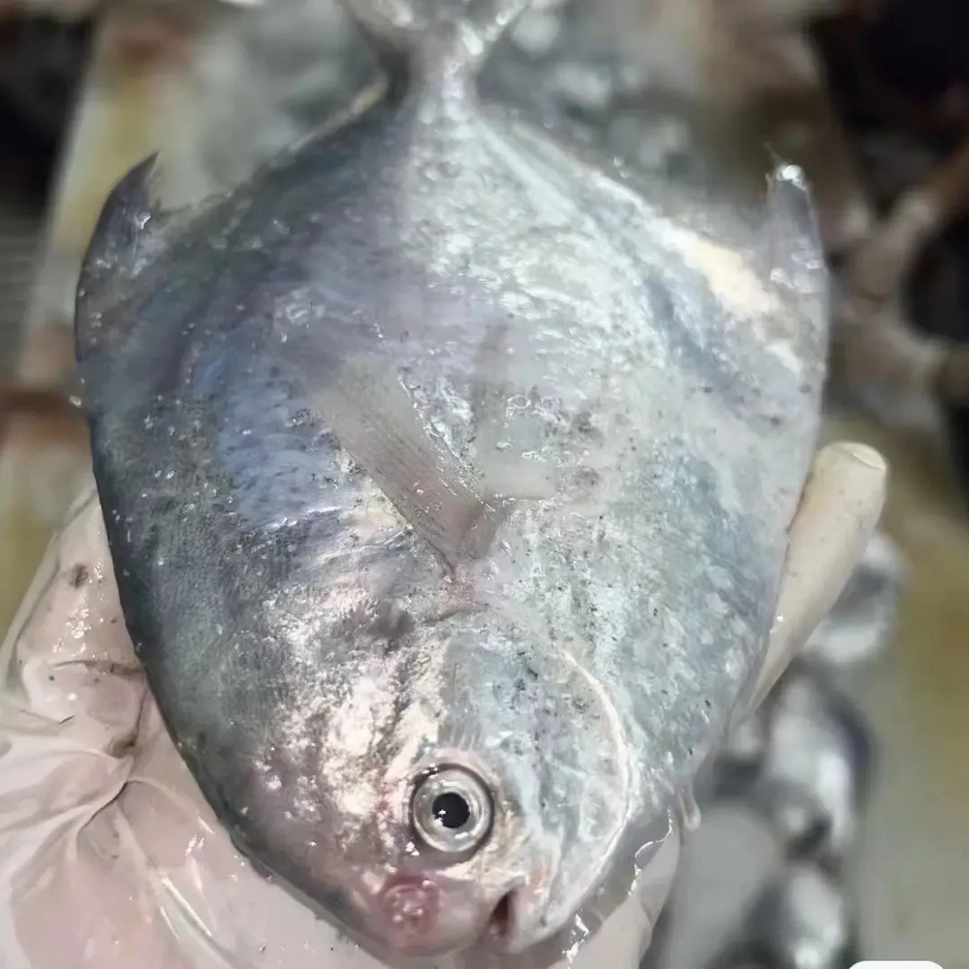 湛江天然白鲳仔 小白鲳 白仓鱼 新鲜银鲳鱼
