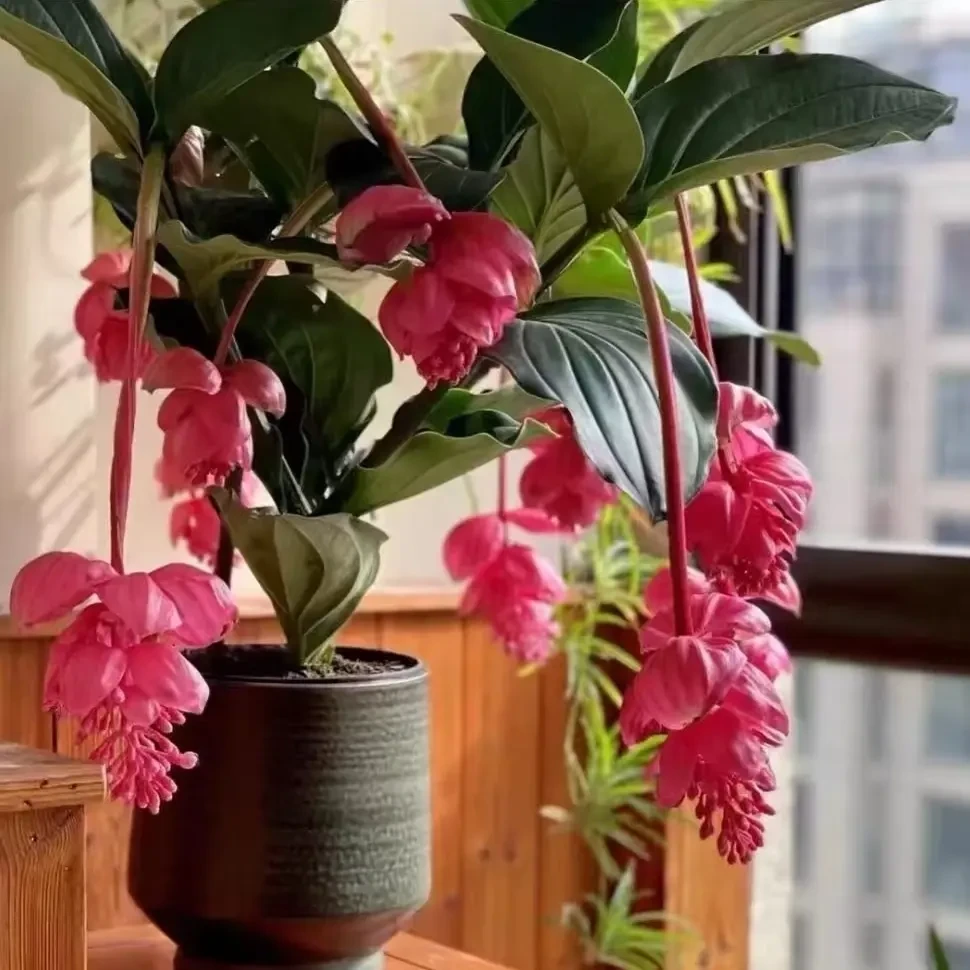 宝莲灯盆栽带花苞室内阳台大型开花植物耐热好养活花卉