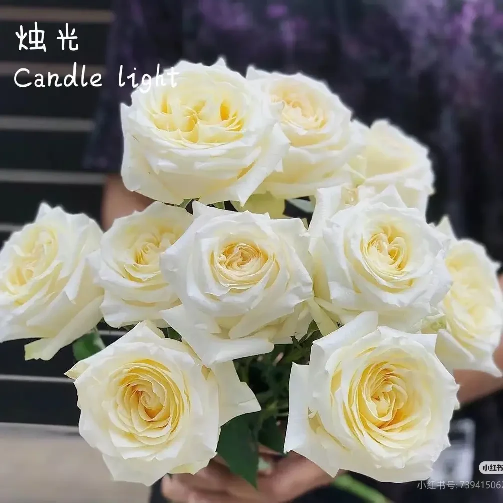 新品白烛光切花盆栽月季，