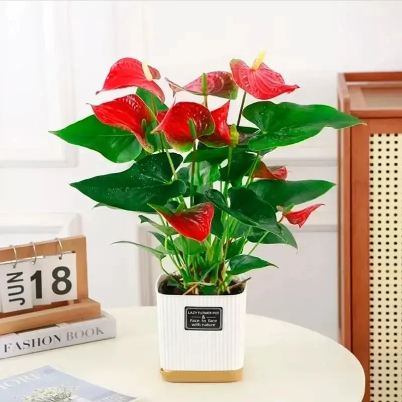 【红掌带花发货】四季种植开花植物盆栽