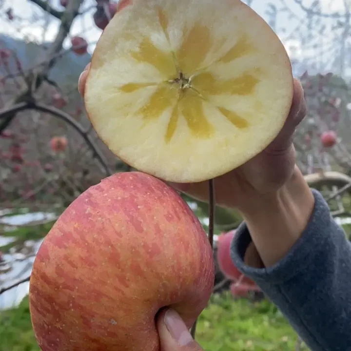 云南昭通老树冰糖心丑苹果[条红］酸甜新鲜现摘脆甜多汁应季水果