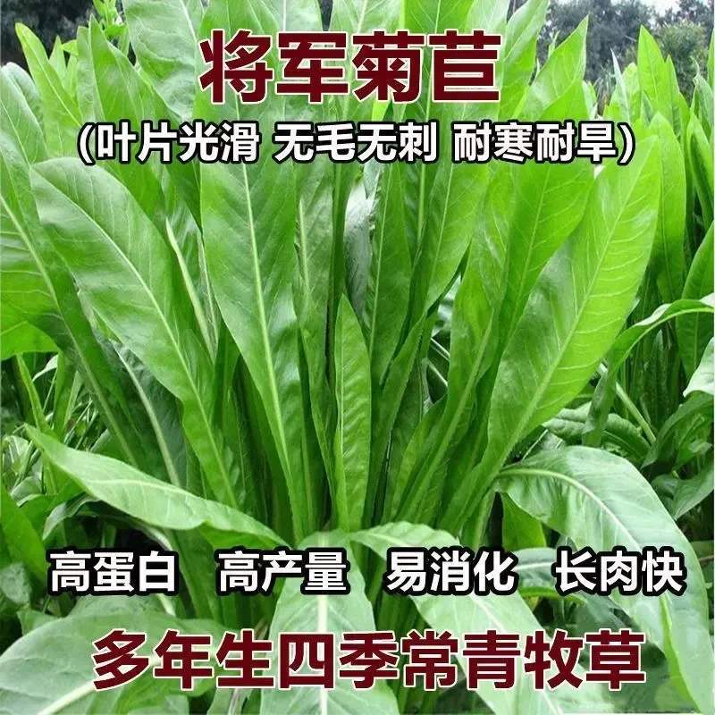 高产将军菊苣大叶菊苣草种子多年生四季牧草猪牛羊鸡鸭鹅鱼草种籽
