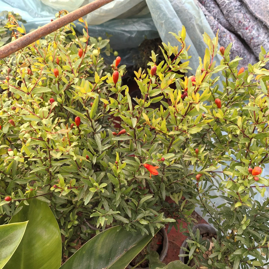 多年生石榴花盆栽带花苞四季开花可阳台种植好养