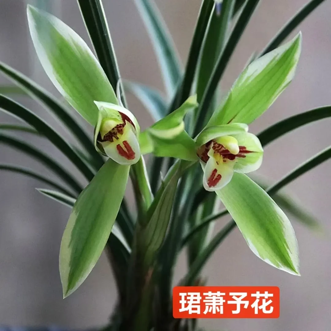 【珺萧予花】皎月 春兰 室内好养的浓香型花卉绿植盆栽