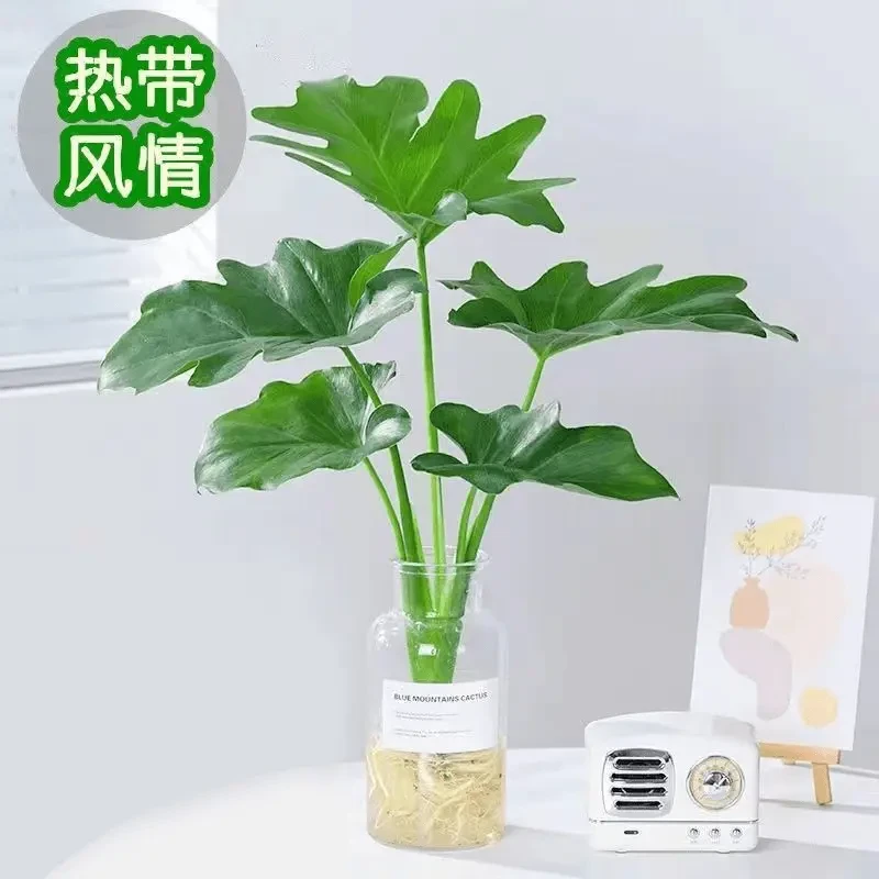 春雨绿植盆栽花卉植物室内水养龟背竹春羽水培植物室内好养蓬莱蕉