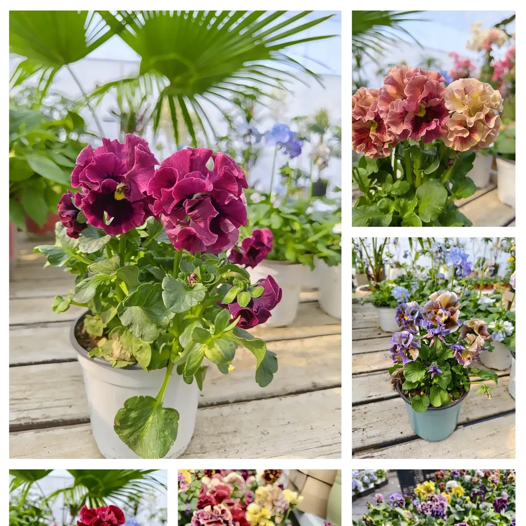 德古拉 礼服 洛可可 阳台庭院都适合