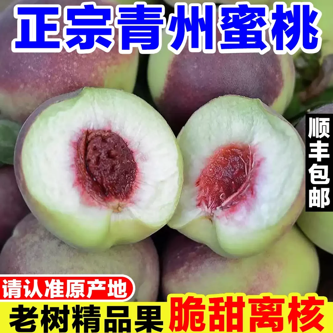 【小明正能量】山东青州蜜桃青皮桃子当季现摘脆桃新鲜冬桃甜毛桃子
