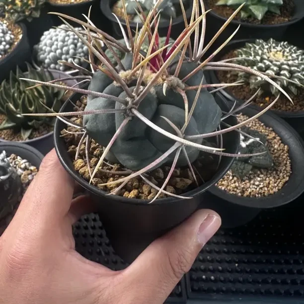 实生绯冠龙仙人球强刺多肉植物办公室室内盆栽好养